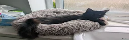 Mixed Breed cats for sale: Bonded pair;lovely;friendly female 1/2 Siberian - Advert 5