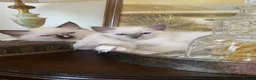Ragdoll cats for sale: GCCF Best of Breed & Champion Bloodline Ragdolls🏆 - Advert 6