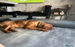 Dogue De Bordeaux dogs for stud: Dogue de Bordeaux For stud Enzo  - Image 2