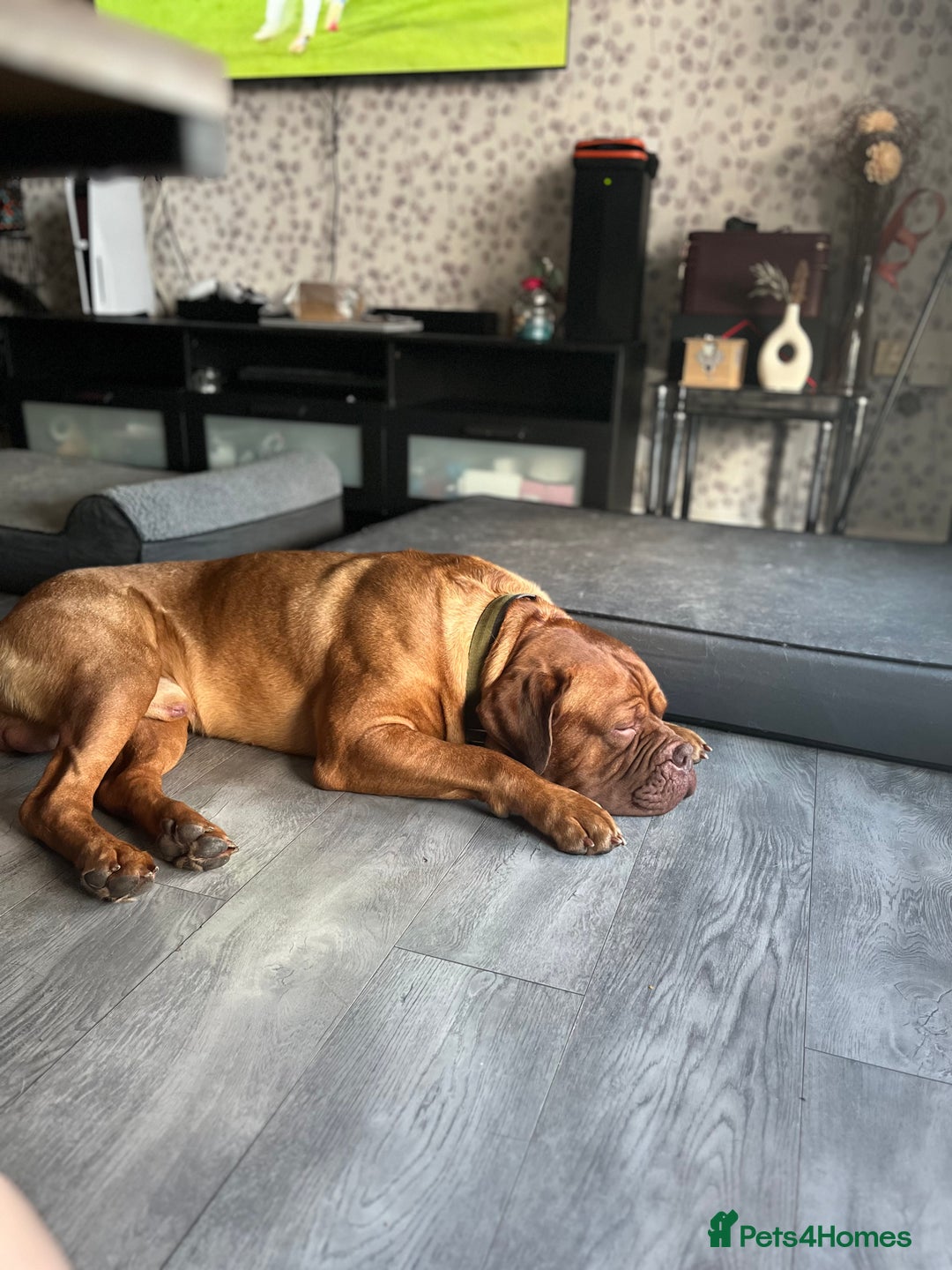 Dogue De Bordeaux dogs for stud: Dogue de Bordeaux For stud Enzo  - Image 2