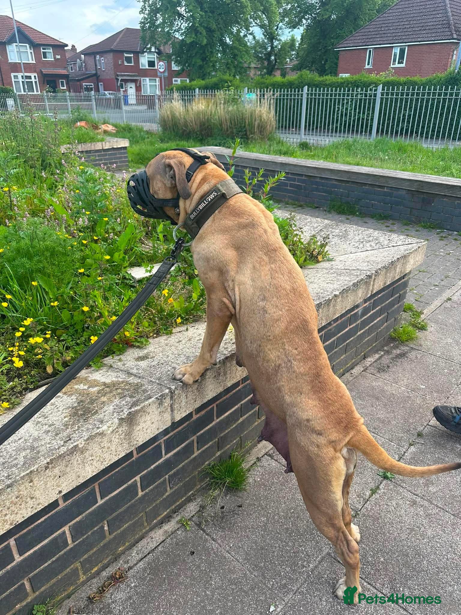 Mixed Breed dogs Cane Corsa x Bullmastiff - Advert 1