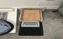 Russian Blue cats for sale: Pure Russian Blue Kitten - Advert 5