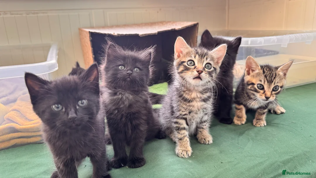 Mixed Breed cats for sale: Beautiful kittens 🐈‍⬛  - Advert 1