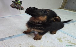 German Shepherd dogs for sale: Chunky German shepherd puppies for sale  - Advert 18