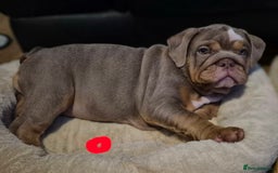 English Bulldog dogs for sale: Final Female English Bulldog available - Image 6
