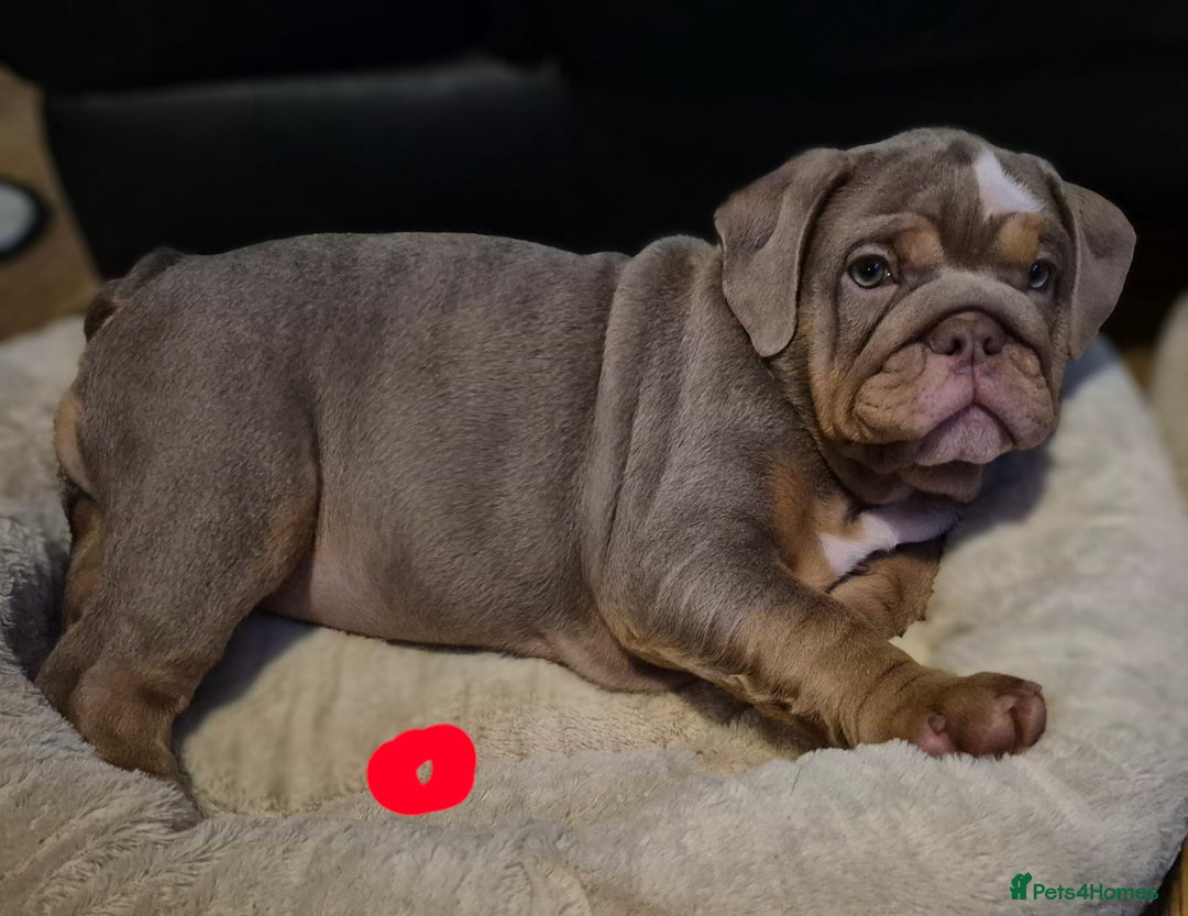 English Bulldog dogs for sale: Final Female English Bulldog available - Image 6