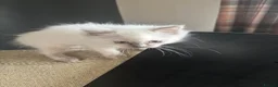 Ragdoll cats for sale: Beautiful Pure Ragdoll kittens - Advert 29