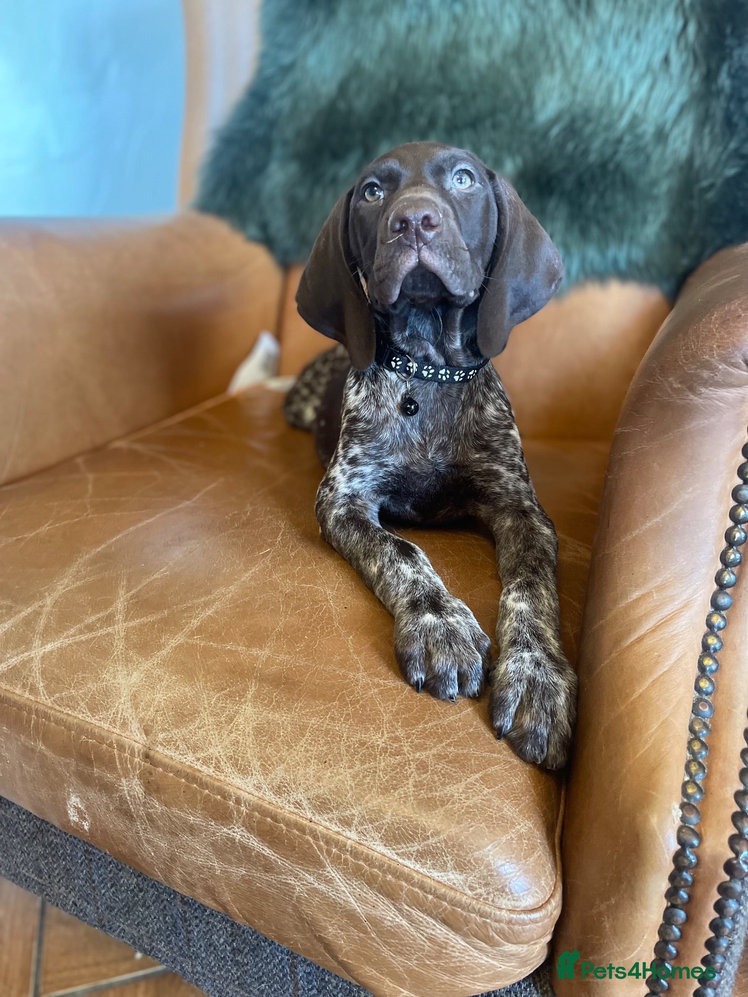 German Shorthaired Pointer dogs German shorthaired pointer  - Advert 2