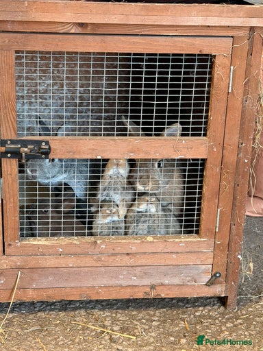 Gallery Image {{count}}