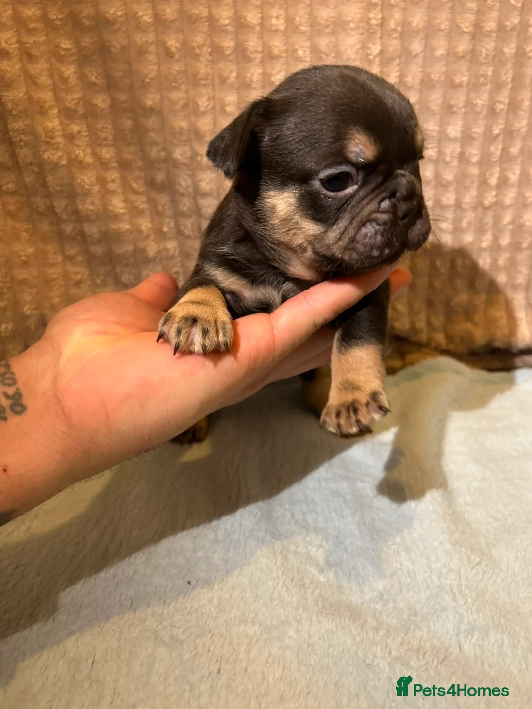 French Bulldog dogs for sale: French bulldog puppies fluffie carriers  - Advert 6