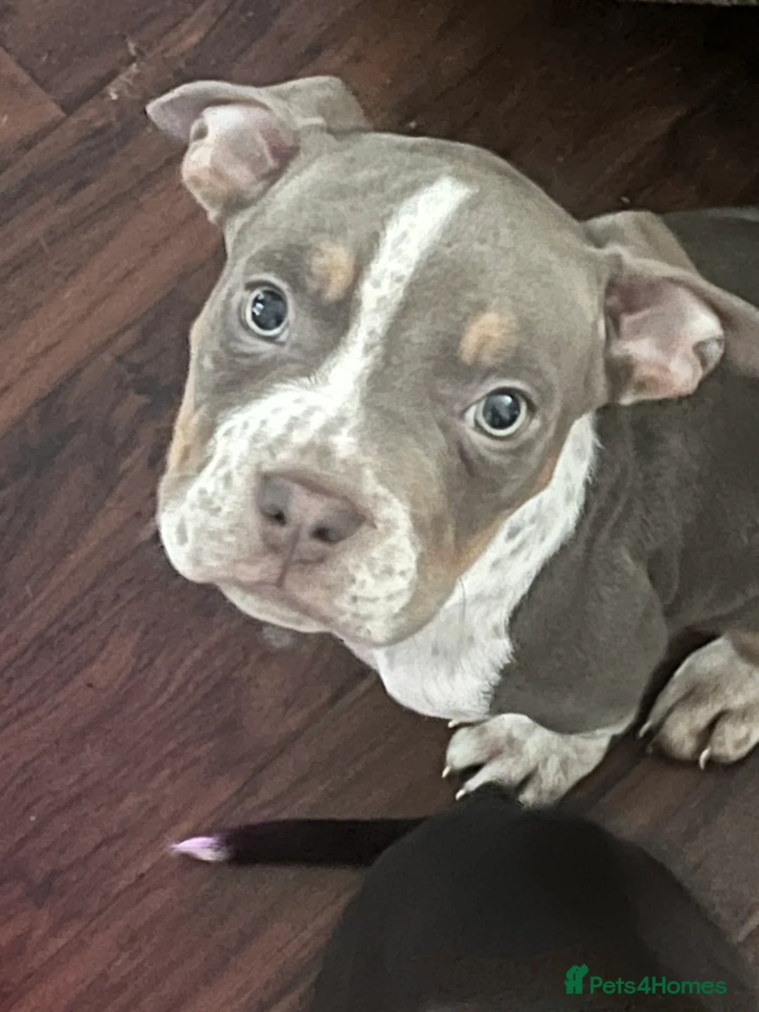 Mixed Breed dogs for sale: Last few remaining looking for forever homes! in Southport - Advert 8