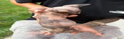 Sphynx cats for sale: Price reduced Tica registered Sphynx kitten - Advert 10
