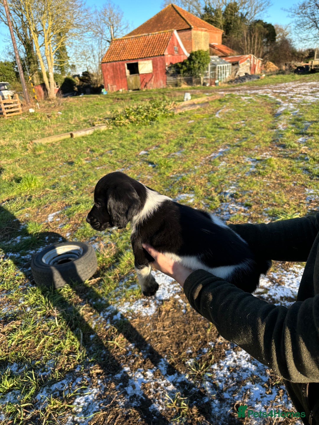 Sprocker dogs for sale: Sprocker puppies  - Advert 10