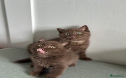 British Shorthair cats for sale: 🌈Beautiful Full Pedigree British Shorthairs 🌈🐱 - Image 28
