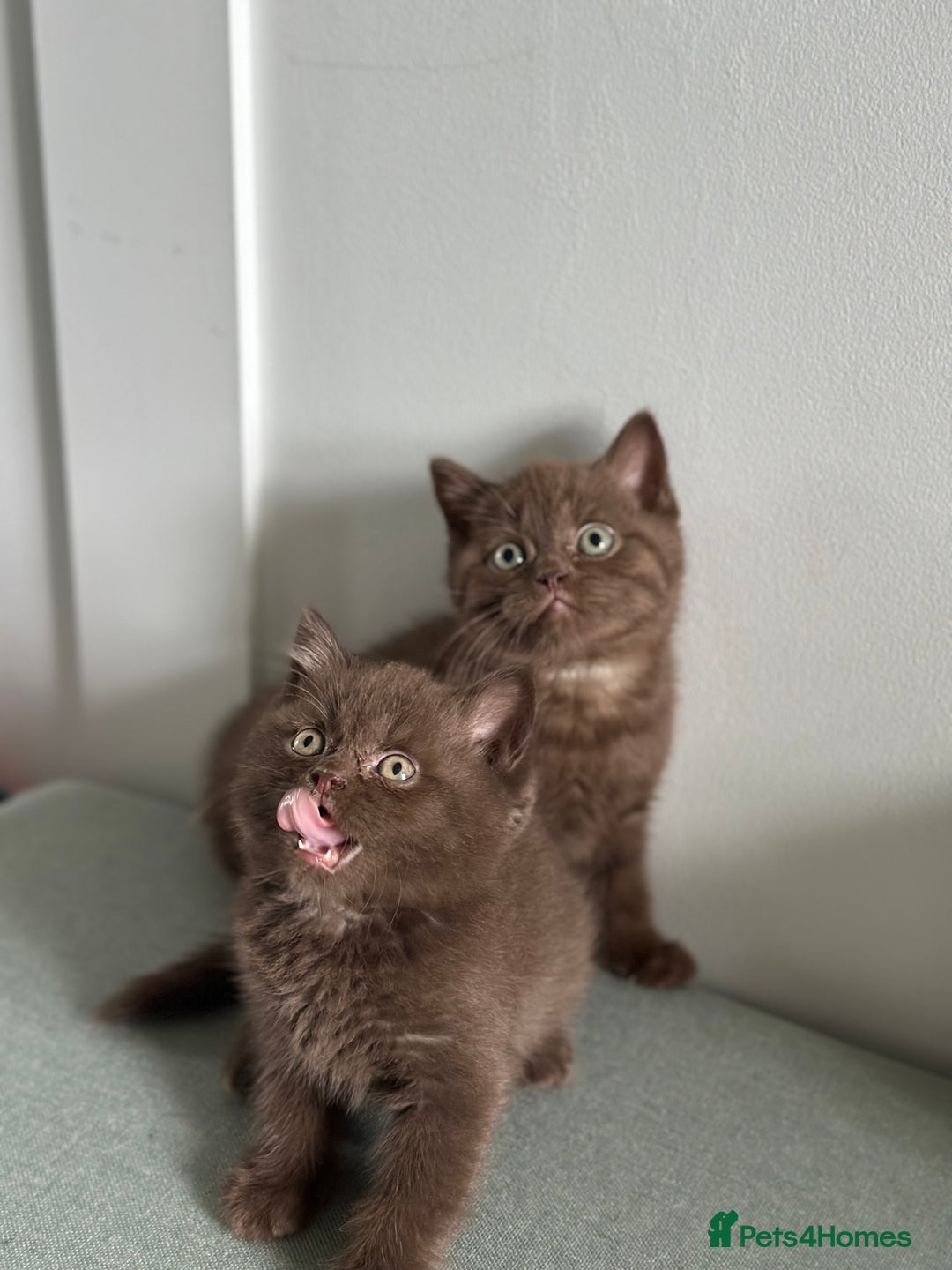 British Shorthair cats for sale: 🌈Beautiful Full Pedigree British Shorthairs 🌈🐱 - Image 28