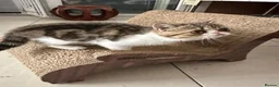 Exotic cats for sale: Brown Tabby / White Exotic  - Advert 7