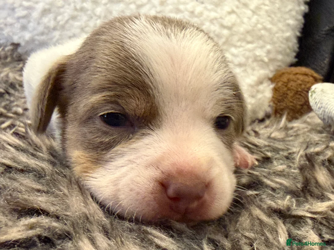 Jack Russell dogs for sale: DONJACKS - fully health tested miniature puppies  - Advert 29