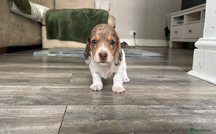 Miniature Dachshund dogs - Advert 14