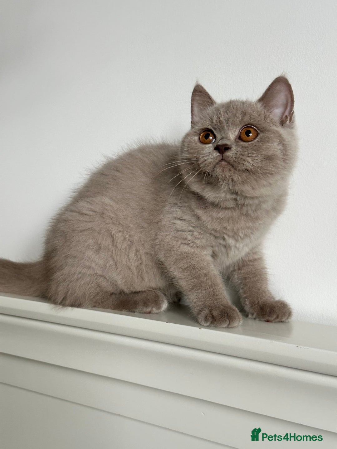 British Shorthair cats for sale: Ready🏡British Shorthair Chuky Kittens - Image 11