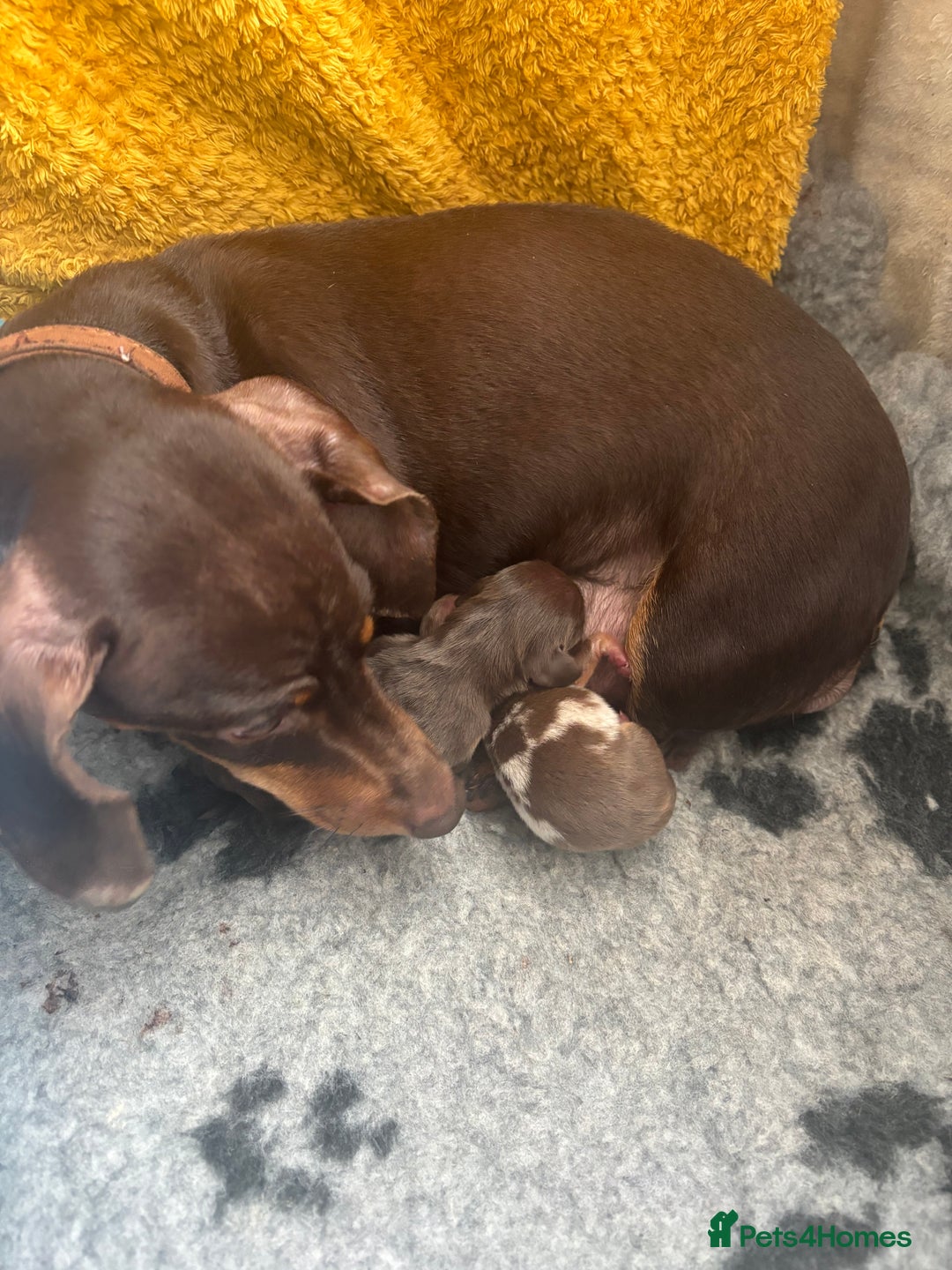 Miniature Dachshund dogs for sale: Gorgeous Miniature Dachshunds ready Dec - Image 5