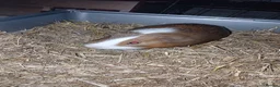 Guinea Pig rodents for sale: 2 boar guinea pigs sold separately or together in Glasgow - Advert 7