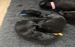 Mixed Breed dogs for sale: Black Lab x GSP puppies for sale - Image 12