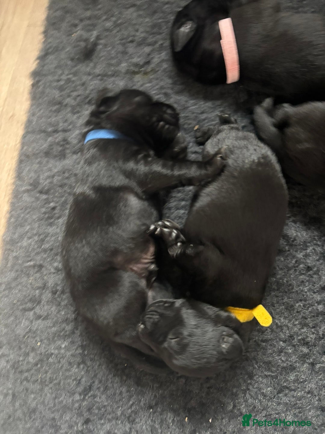 Mixed Breed dogs for sale: Black Lab x GSP puppies for sale - Image 12