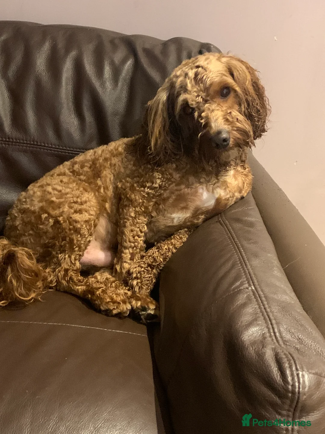 Cockapoo dogs for sale: Beautiful and loving Cockapoo Loki - Advert 2