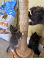 Maine Coon cats - Advert 4