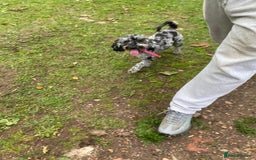 Cockapoo dogs for sale: Cockapoo - Image 10