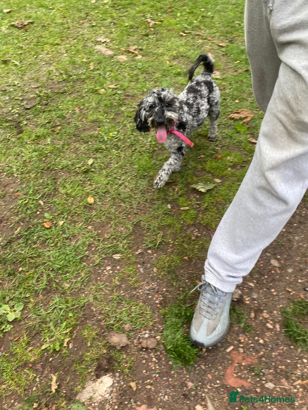 Cockapoo dogs for sale: Cockapoo - Image 10