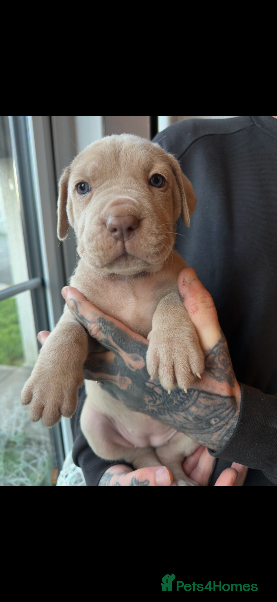 Mixed Breed dogs for sale: Presa X Neo puppies - Advert 18