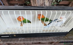 Lovebirds birds for sale:  Fischers lovebirds for sale in Birmingham - Image 22