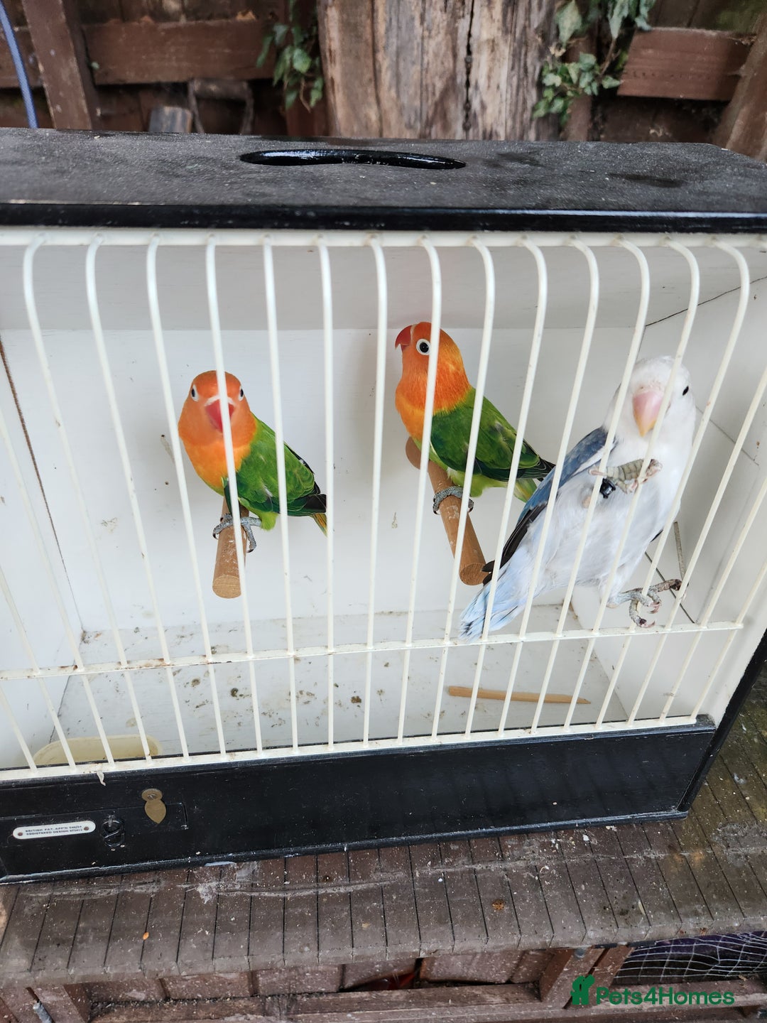 Lovebirds birds for sale:  Fischers lovebirds for sale in Birmingham - Image 22