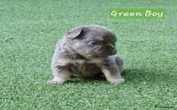 French Bulldog dogs for sale: Lilac & Tan Full Fluffy French Bulldogs For Sale - Image 4