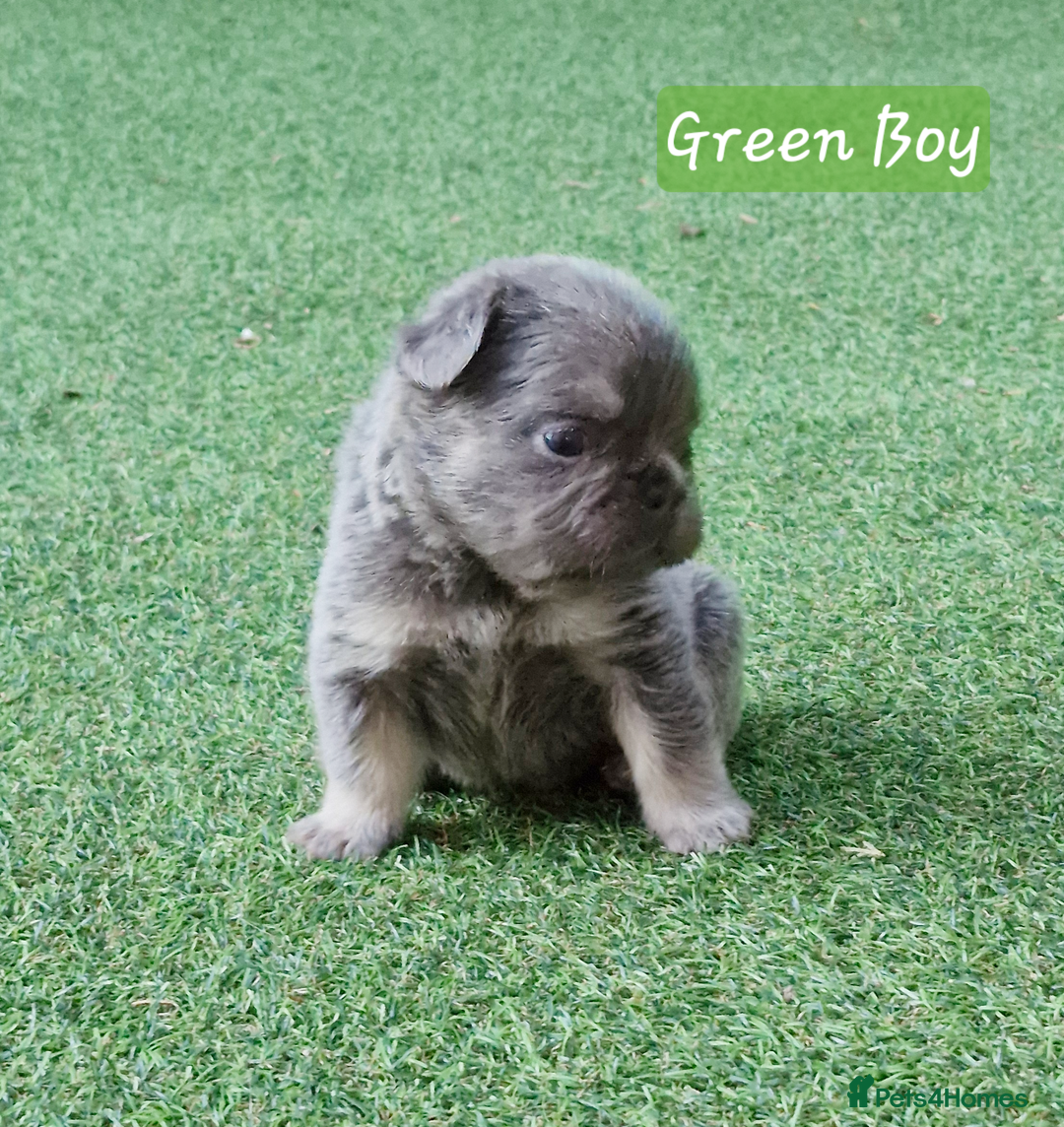 French Bulldog dogs for sale: Lilac & Tan Full Fluffy French Bulldogs For Sale - Image 4