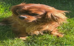 Cavalier King Charles Spaniel dogs for sale: 2 Cavalier sisters 3 years old  - Image 4