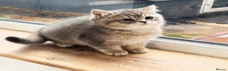 British Shorthair cats for sale: GCCF/TICA British Shorthair Kittens–Champion Lines - Advert 9