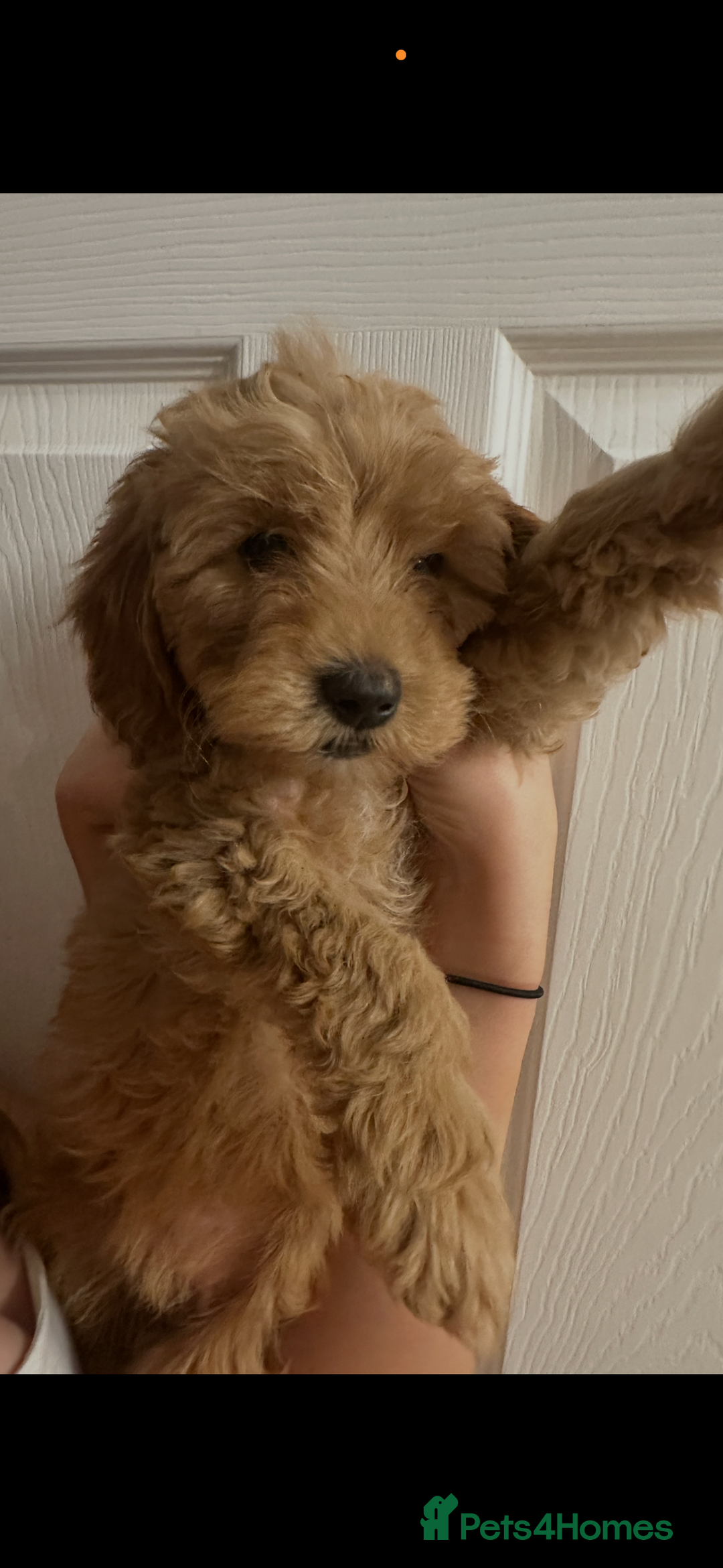 Cavapoo dogs for sale: Beautiful litter of cavapoos  - Advert 13