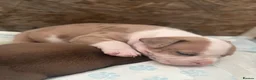 American Bully dogs for sale: Pocket bully puppies Merle fawn pied tri - Advert 13