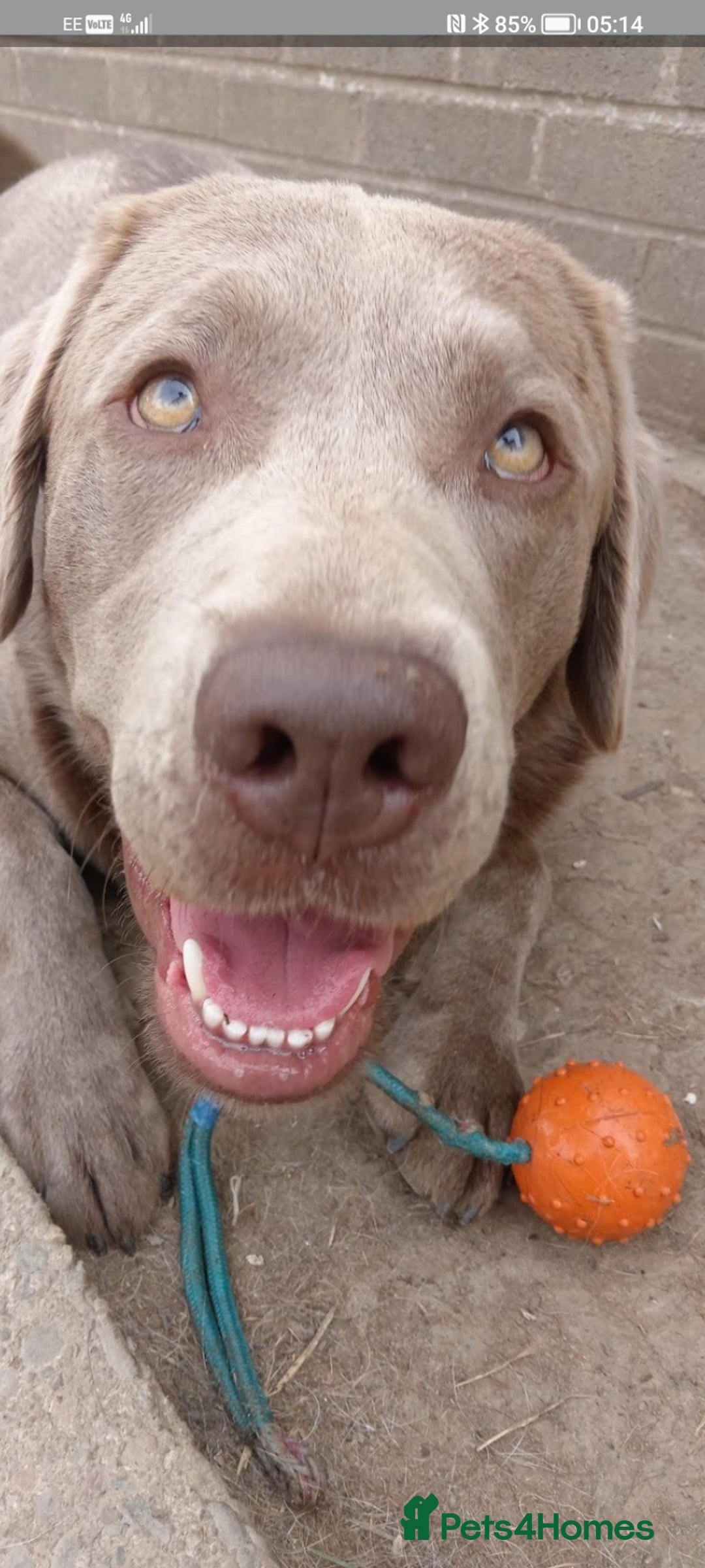 Labrador Retriever dogs for sale: Beautiful Foggy  - Image 8