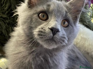 Maine Coon cats GCCF registered Maine Coons - Advert 15