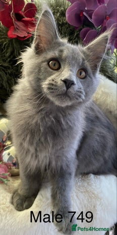 Maine Coon cats GCCF registered Maine Coons - Advert 2