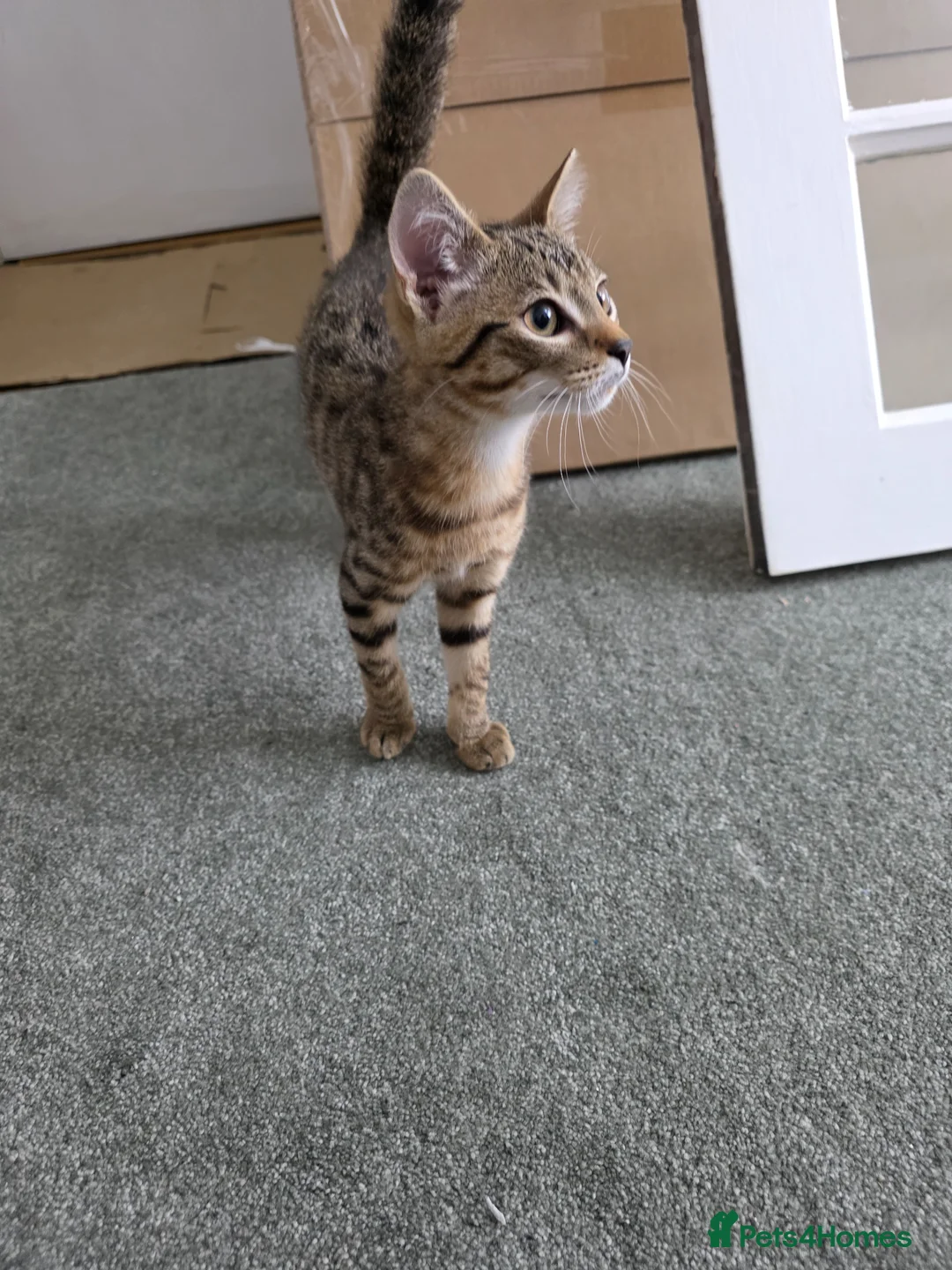 Bengal cats for sale: Cross Bengal Kitten in Bootle - Advert 1