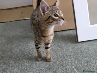 Bengal cats Cross Bengal Kitten - Advert 1