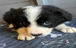 Border Collie dogs for sale: Stunning Border Collie Puppies - Image 10