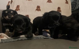 Mixed Breed dogs for sale: 🌟 Collie x Golden Retriever Puppies 🌟 - Image 4