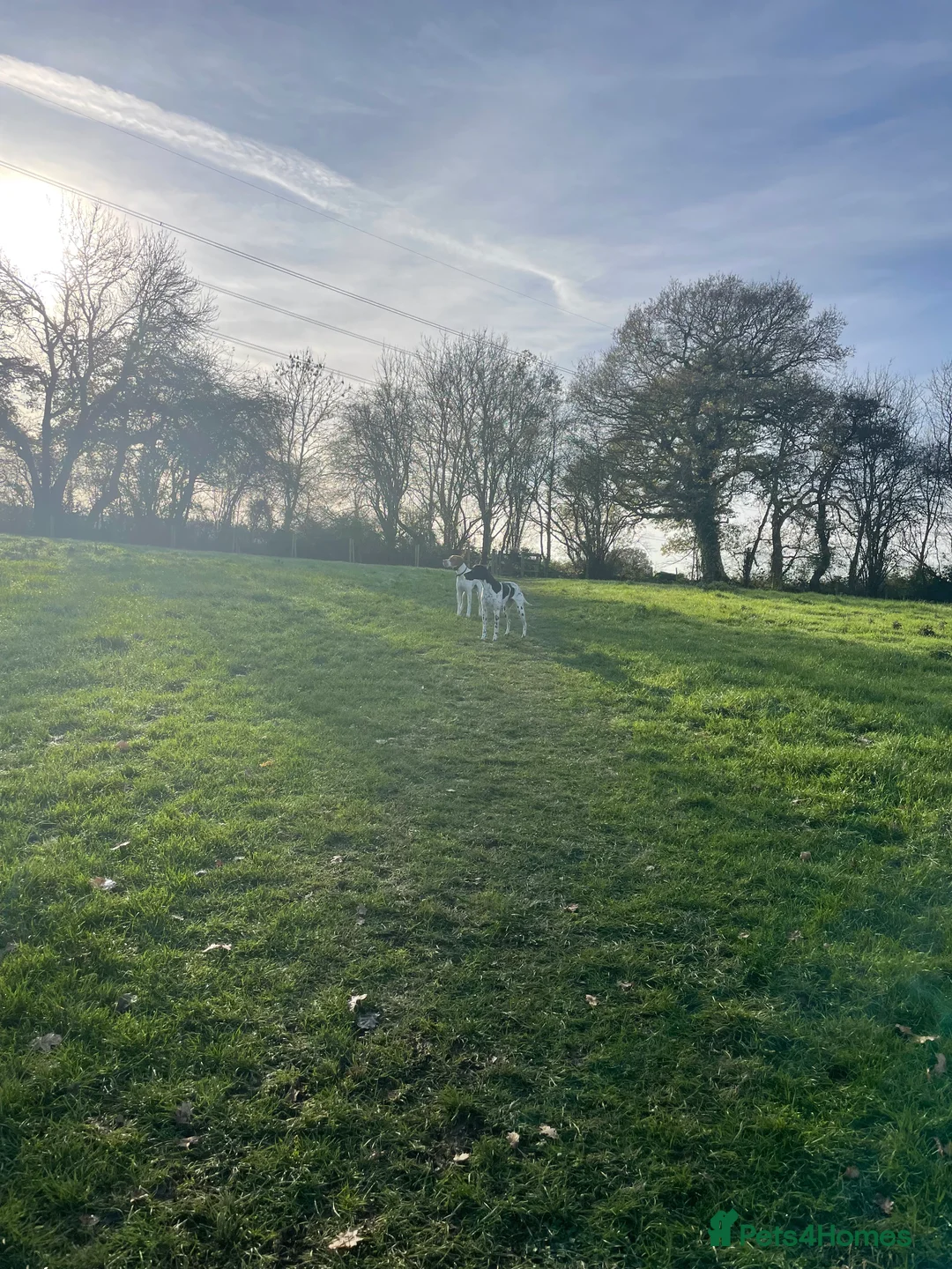 Pointer dogs for sale: English pointers - Advert 11