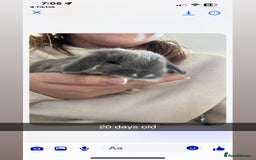Mini Lop rabbits for sale: 2 baby mini lop bunnies  - Image 3