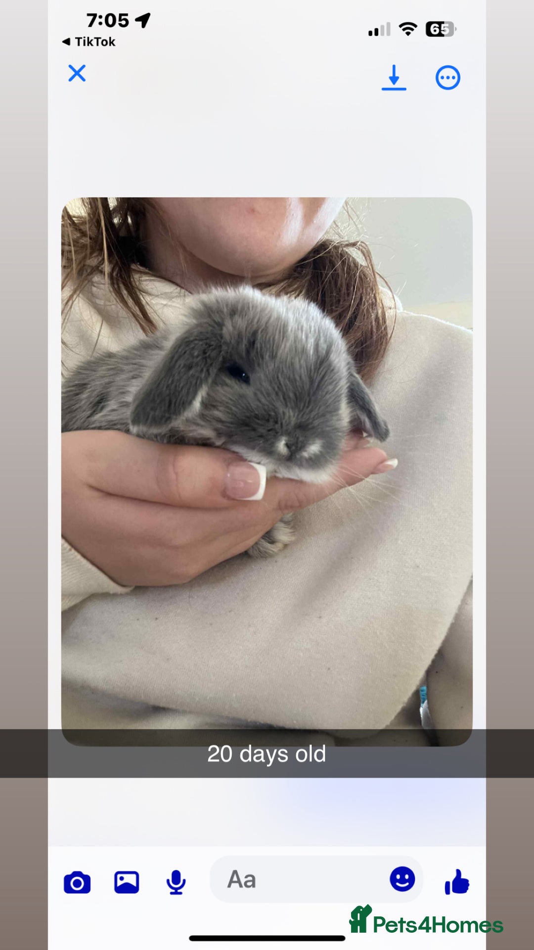 Mini Lop rabbits for sale: 2 baby mini lop bunnies  - Image 3